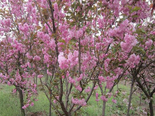 櫻花樹(shù).jpg