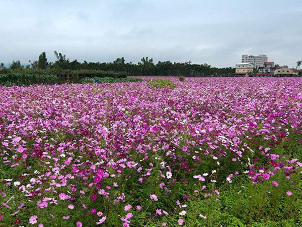 波斯菊花海.jpg